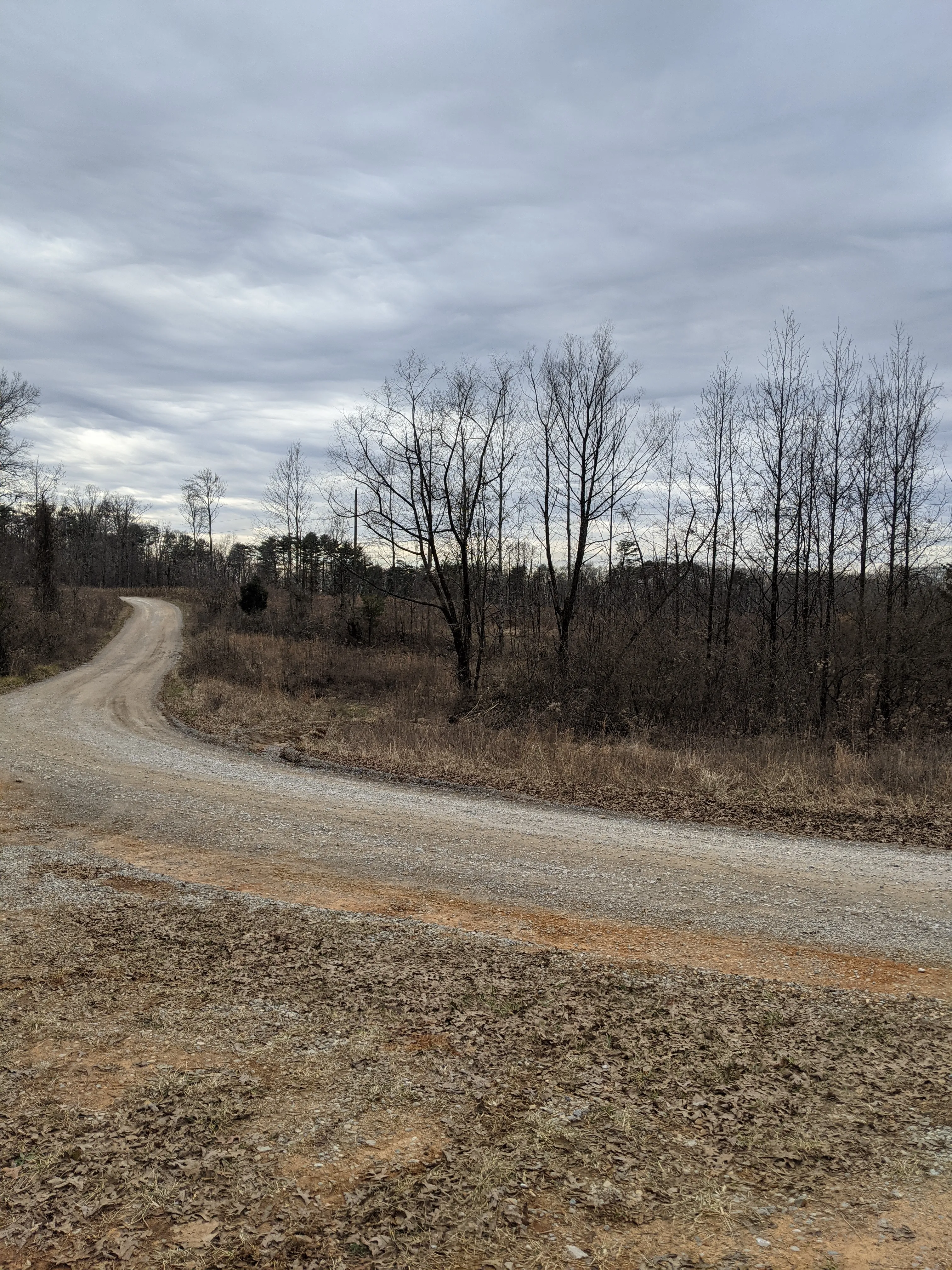 View from Game Reserve Road into the Prentice Cooper Forest.