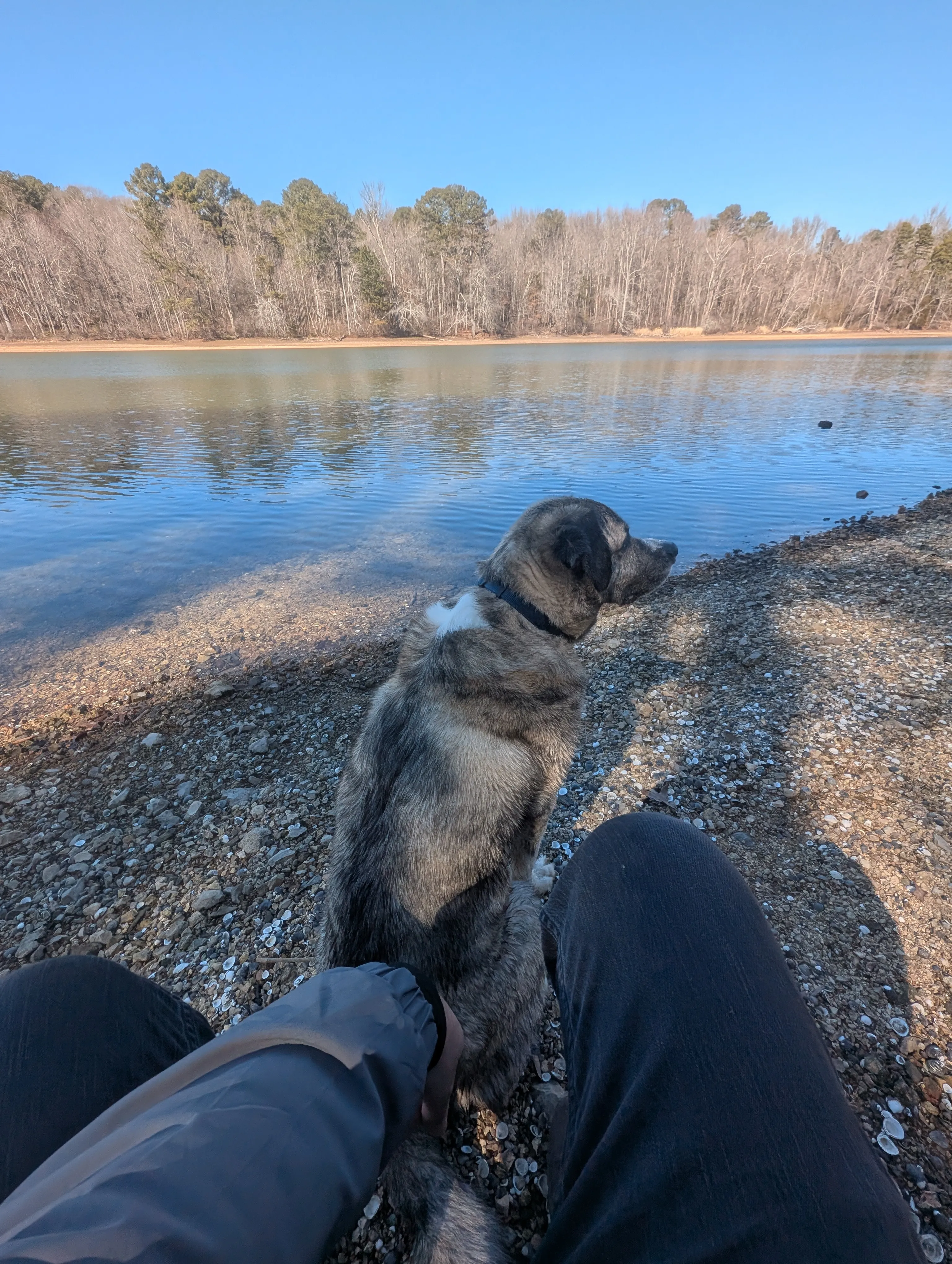 Merlin the dog at Booker T Washington State Park