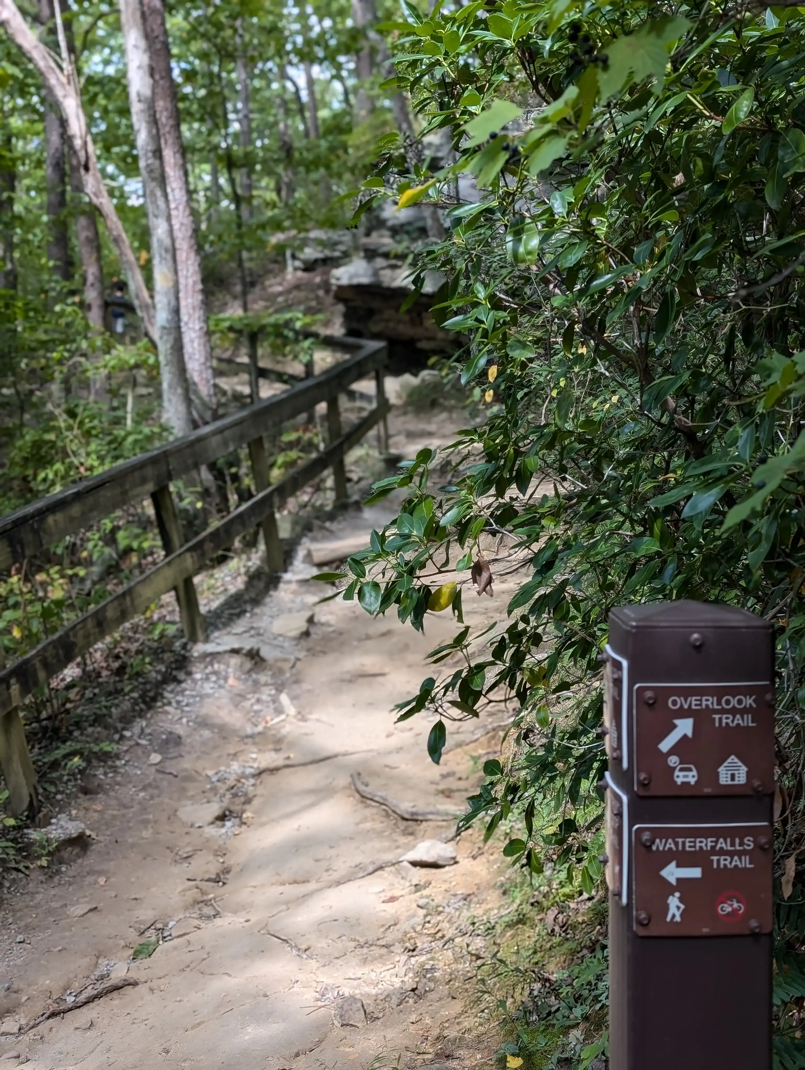 West Rim and Overlook trails fork in Cloudland Canyon